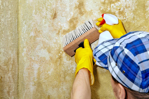 Best Biohazard Mold Removal  in Morocco, IN