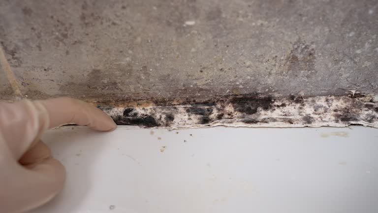 Best Forensic Mold Investigation  in Morocco, IN
